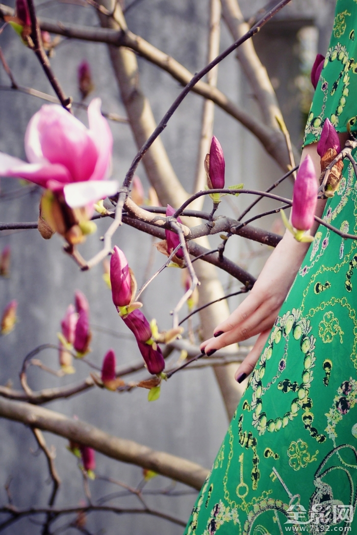 春光玉兰花摄影作品 春兰玉涛简介图3