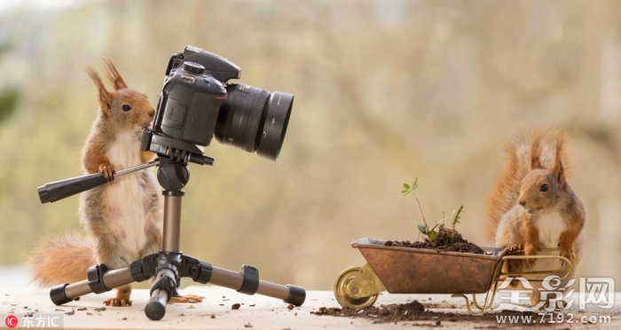 瑞士松鼠小径 德国小松鼠图1