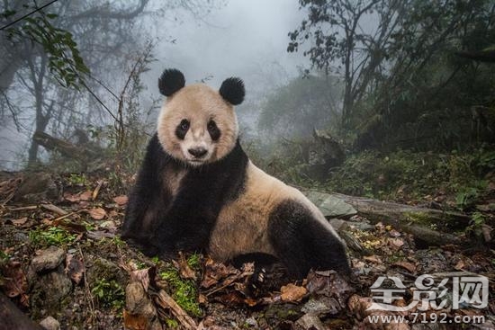 摄影师视角看特朗普遇袭反应 摄影师模拟