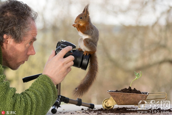 瑞士松鼠小径 德国小松鼠图3