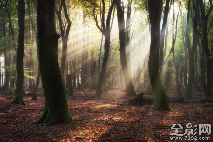 森林漫步 森林漫步简谱