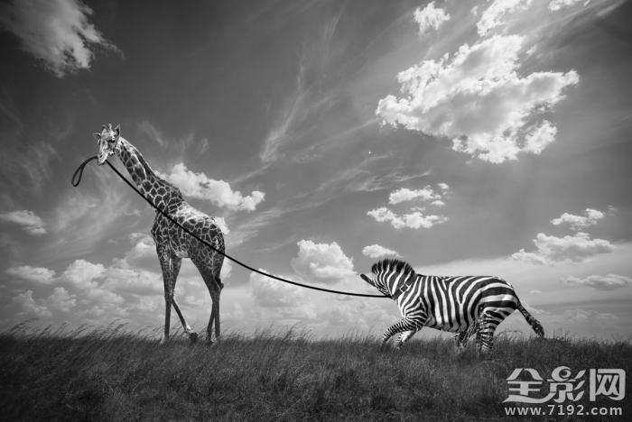 人和动物共处的世界有哪些 人和动物共生存图3