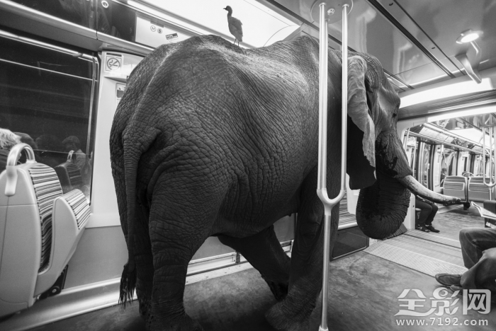 人和动物共处的世界有哪些 人和动物共生存