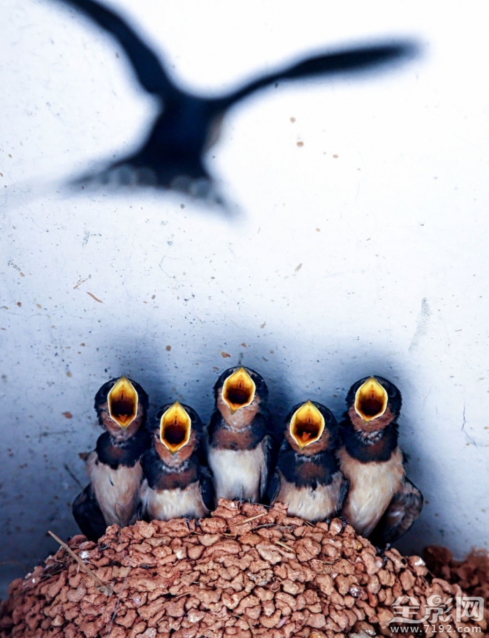 2017索尼世界摄影奖入围作品欣赏图 2019索尼世界摄影大赛获奖作品