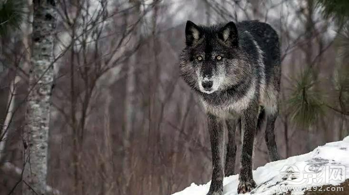 这些野生动物摄影居然是摆拍的英语 野生动物拍摄镜头图1