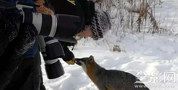 这些野生动物摄影居然是摆拍的英语 野生动物拍摄镜头图2