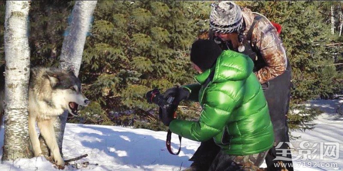 这些野生动物摄影居然是摆拍的英语 野生动物拍摄镜头