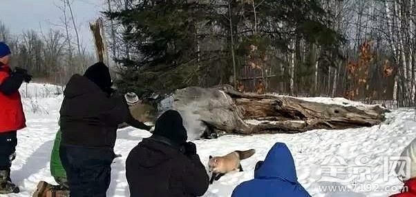 这些野生动物摄影居然是摆拍的英语 野生动物拍摄镜头图3