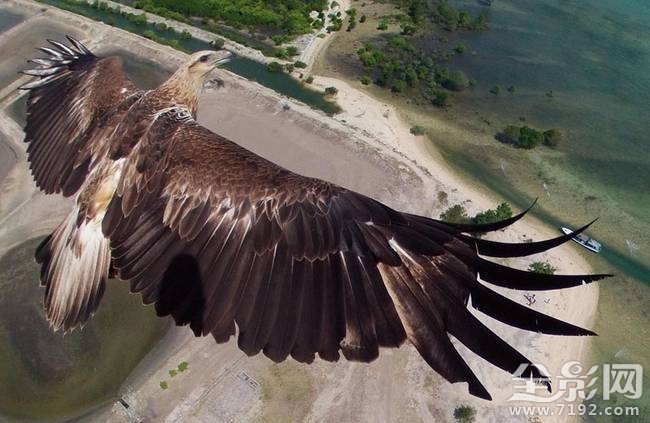 全球无人机排行榜前十名 全球十大无人机图3