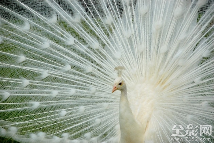 美丽的孔雀开屏了 美丽旳孔雀图1