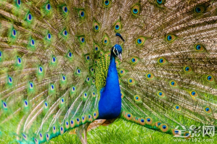 美丽的孔雀开屏了 美丽旳孔雀