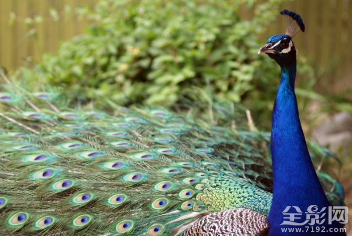 美丽的孔雀开屏了 美丽旳孔雀图3