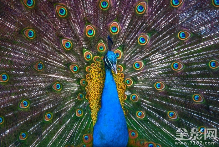 美丽的孔雀开屏了 美丽旳孔雀