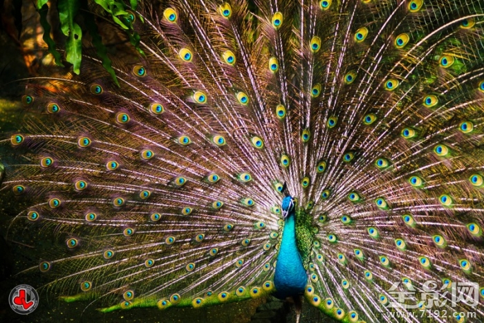 美丽的孔雀开屏了 美丽旳孔雀