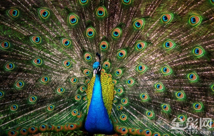 美丽的孔雀开屏了 美丽旳孔雀