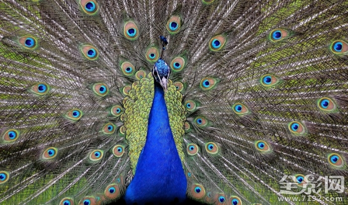 美丽的孔雀开屏了 美丽旳孔雀