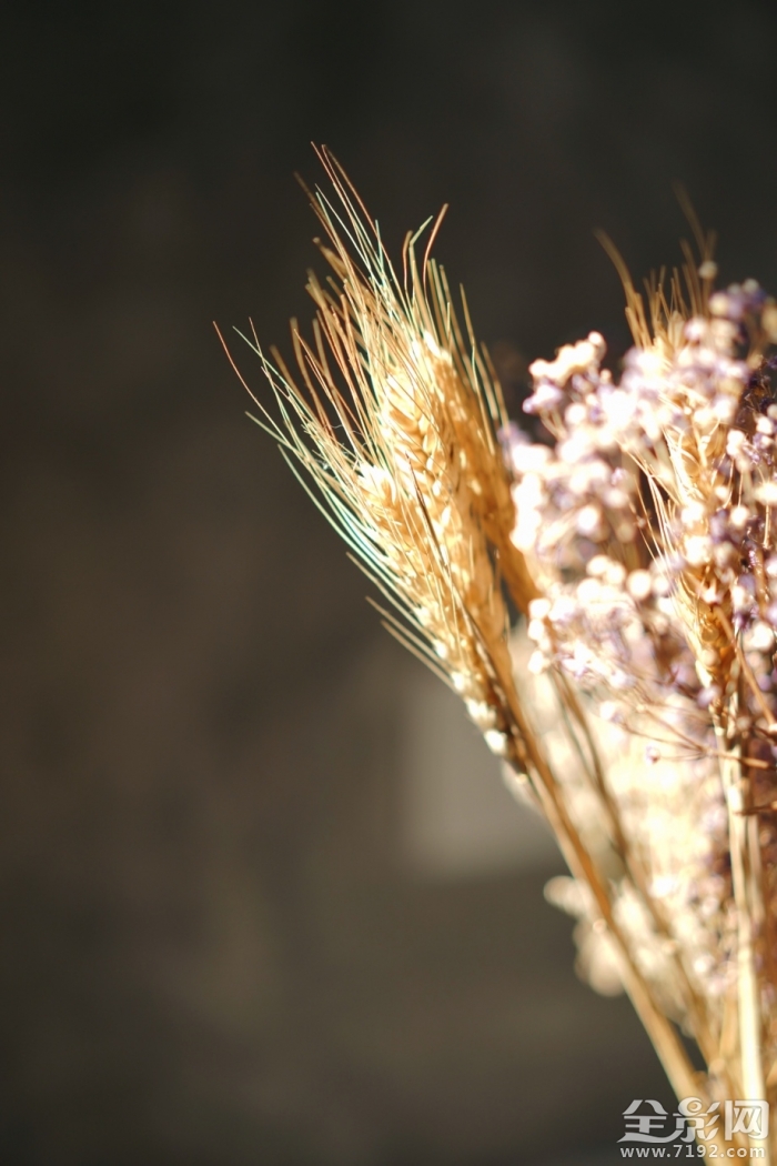 干花也是一种美丽的花 干花又称什么花
