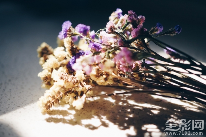 干花也是一种美丽的花 干花又称什么花