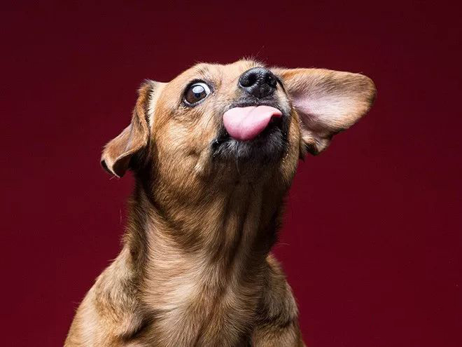 摄影师拍狗狗吃花生酱表情包,逗趣十足 狗吃花生酱有什么好处图2