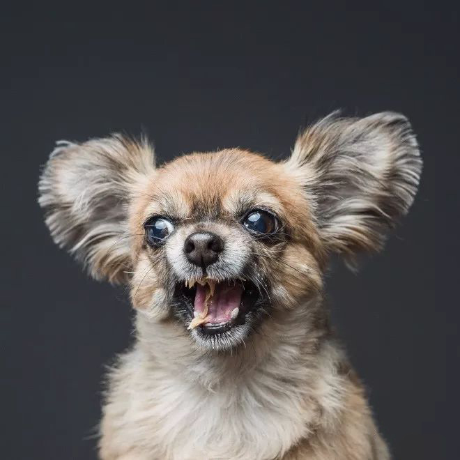 摄影师拍狗狗吃花生酱表情包,逗趣十足 狗吃花生酱有什么好处图1