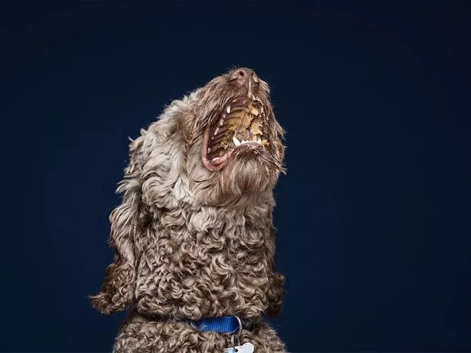 摄影师拍狗狗吃花生酱表情包,逗趣十足 狗吃花生酱有什么好处