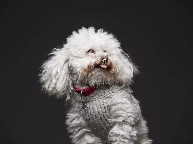 摄影师拍狗狗吃花生酱表情包,逗趣十足 狗吃花生酱有什么好处图3