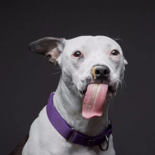 摄影师拍狗狗吃花生酱表情包,逗趣十足 狗吃花生酱有什么好处