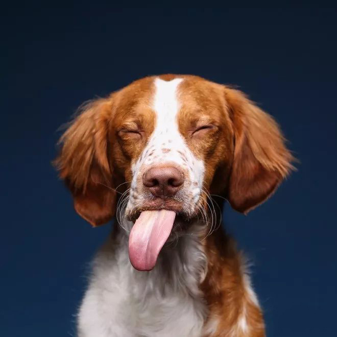 摄影师拍狗狗吃花生酱表情包,逗趣十足 狗吃花生酱有什么好处