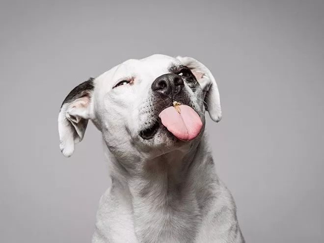 摄影师拍狗狗吃花生酱表情包,逗趣十足 狗吃花生酱有什么好处