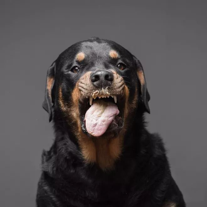 摄影师拍狗狗吃花生酱表情包,逗趣十足 狗吃花生酱有什么好处