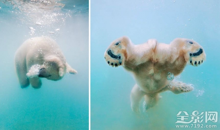 融化的北极熊海报 最可爱的北极熊宝宝怎么画