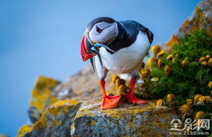 冰岛的夏季 冰岛夏天有冰吗