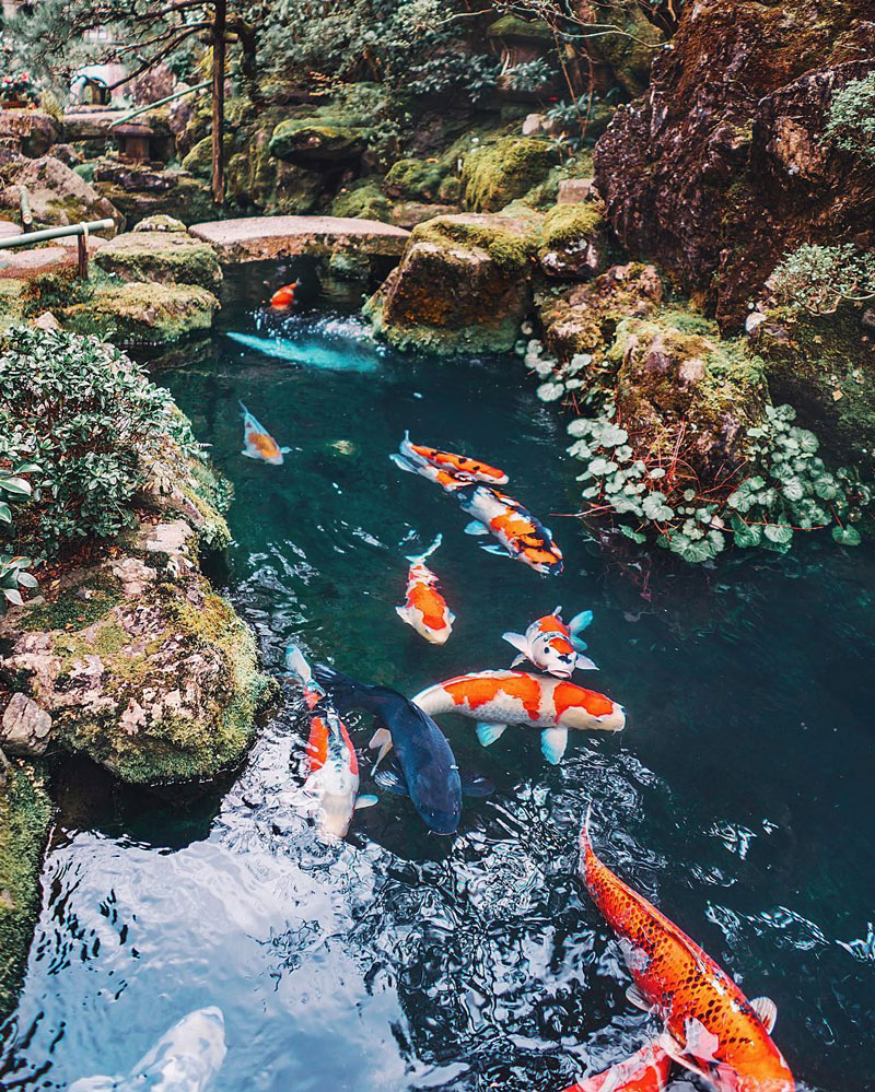 日本古建筑樱花 日本樱花圣地城市