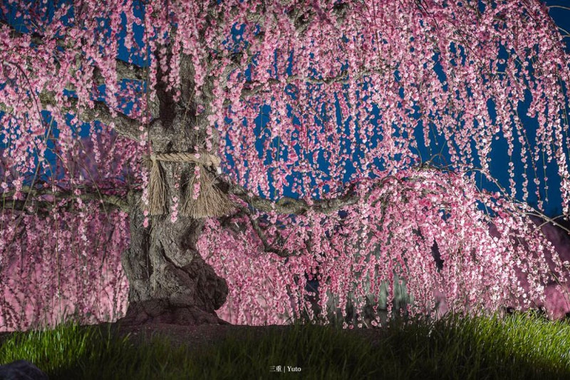 日本的梅花 日本梅花图案