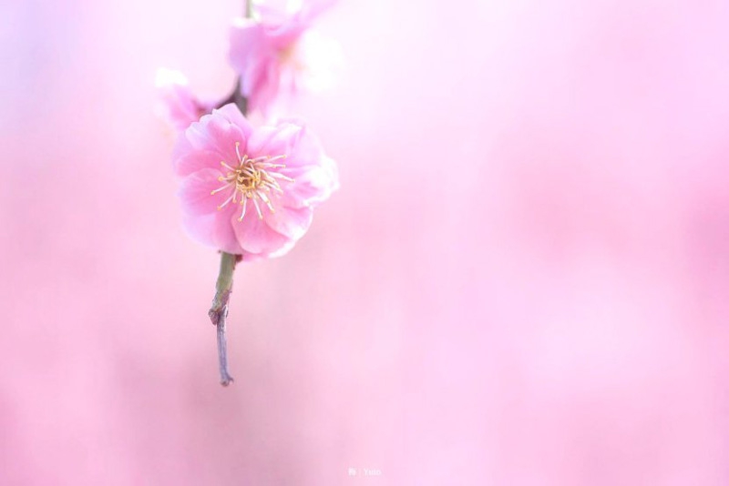 日本的梅花 日本梅花图案