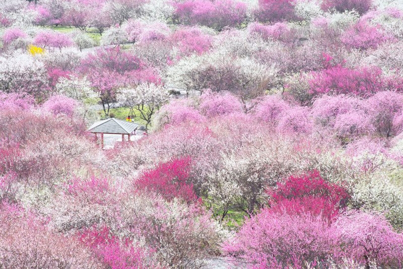 日本的梅花 日本梅花图案