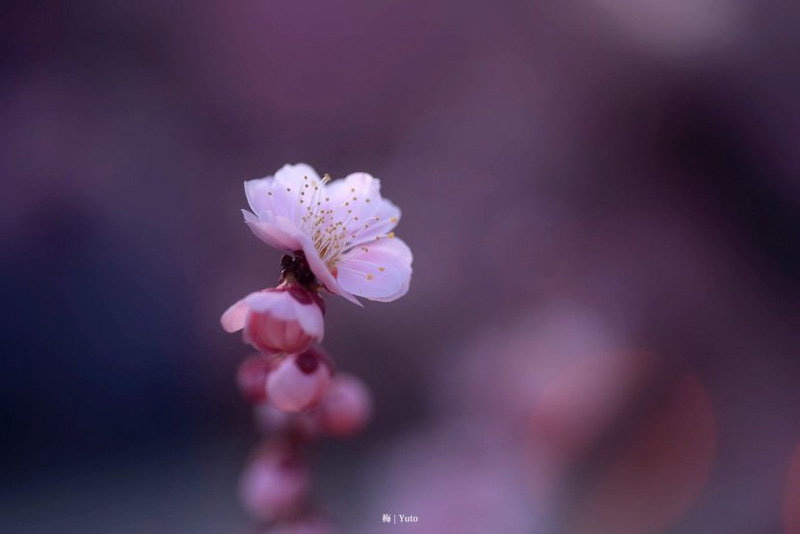 日本的梅花 日本梅花图案