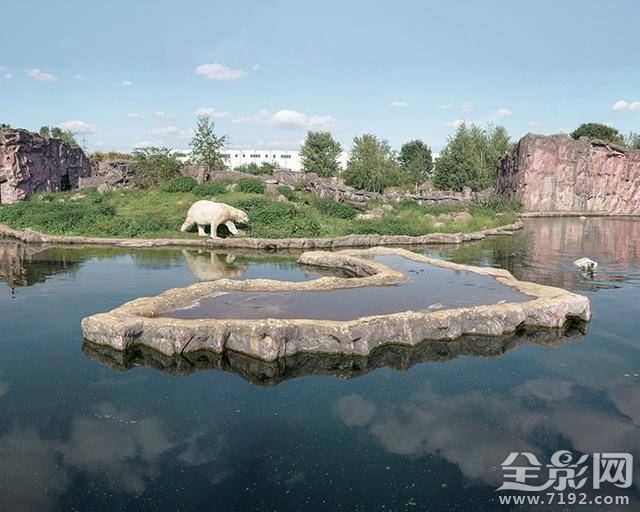 北极熊摄影作品 北极熊摄影图片图1