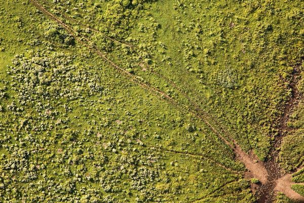 麦田鸟瞰 麦田现象图3