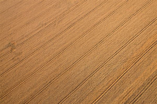 麦田鸟瞰 麦田现象