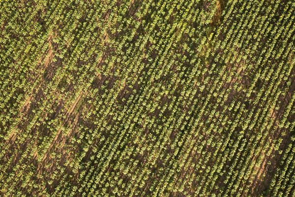 麦田鸟瞰 麦田现象