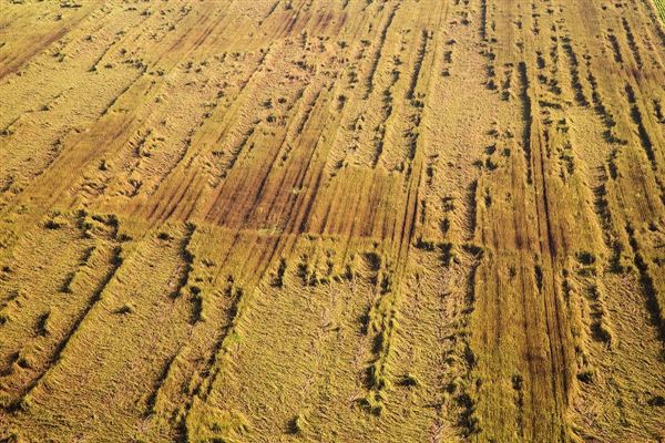 麦田鸟瞰 麦田现象