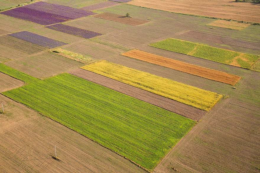 麦田鸟瞰 麦田现象