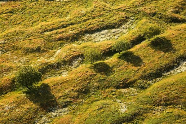 麦田鸟瞰 麦田现象