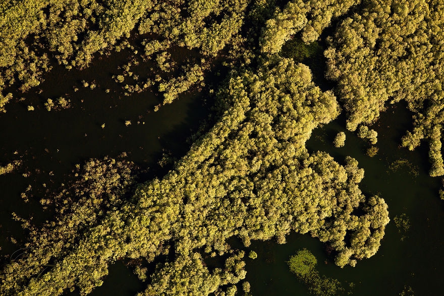 麦田鸟瞰 麦田现象