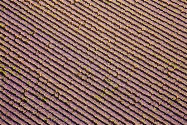 麦田鸟瞰 麦田现象