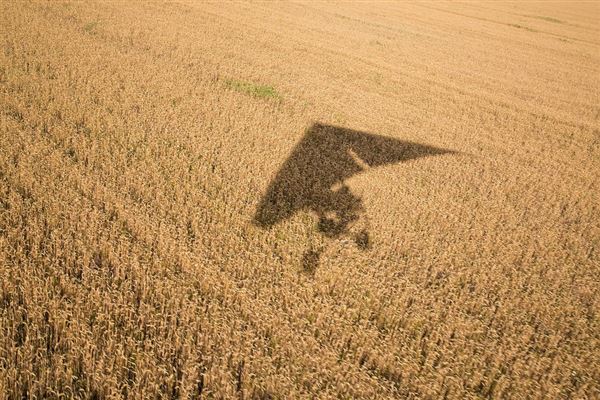 麦田鸟瞰 麦田现象