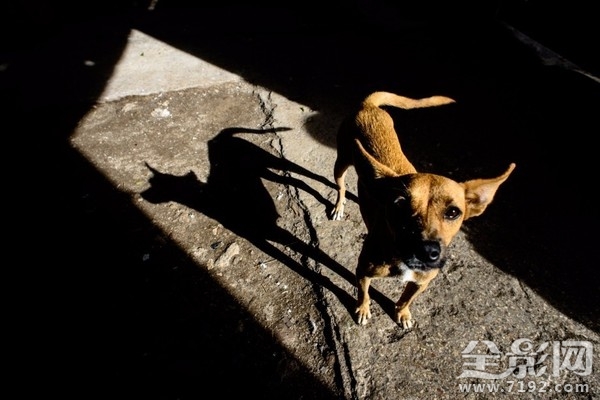 极致的光影电影 极致光影英文翻译
