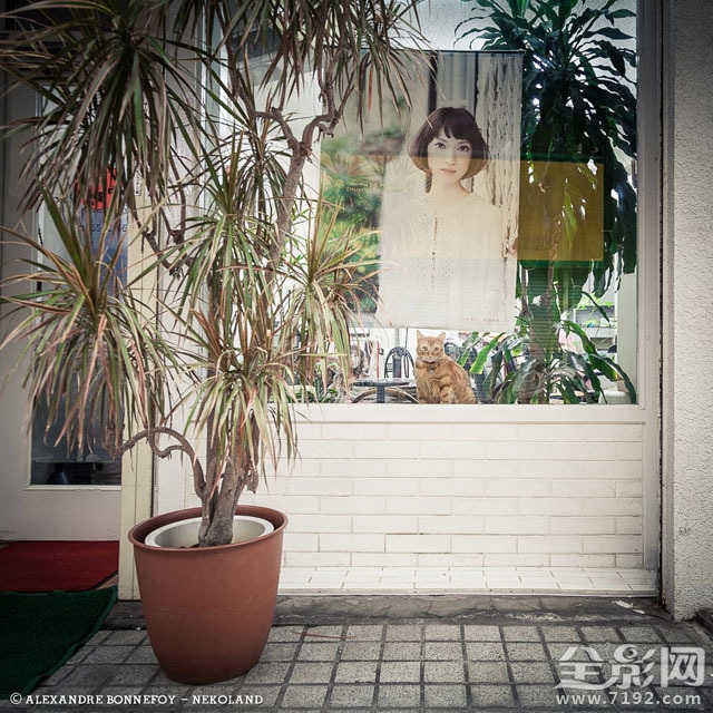 城市的流浪猫 流浪猫 城市鸟类图3