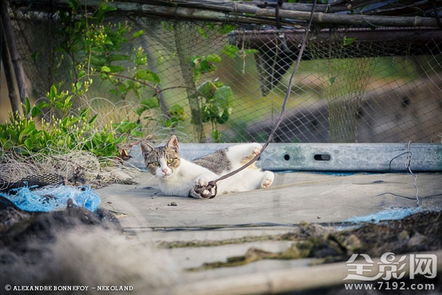 城市的流浪猫 流浪猫 城市鸟类